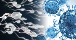 Ο SARS-CoV-2 επηρεάζει την ανδρική γονιμότητα
